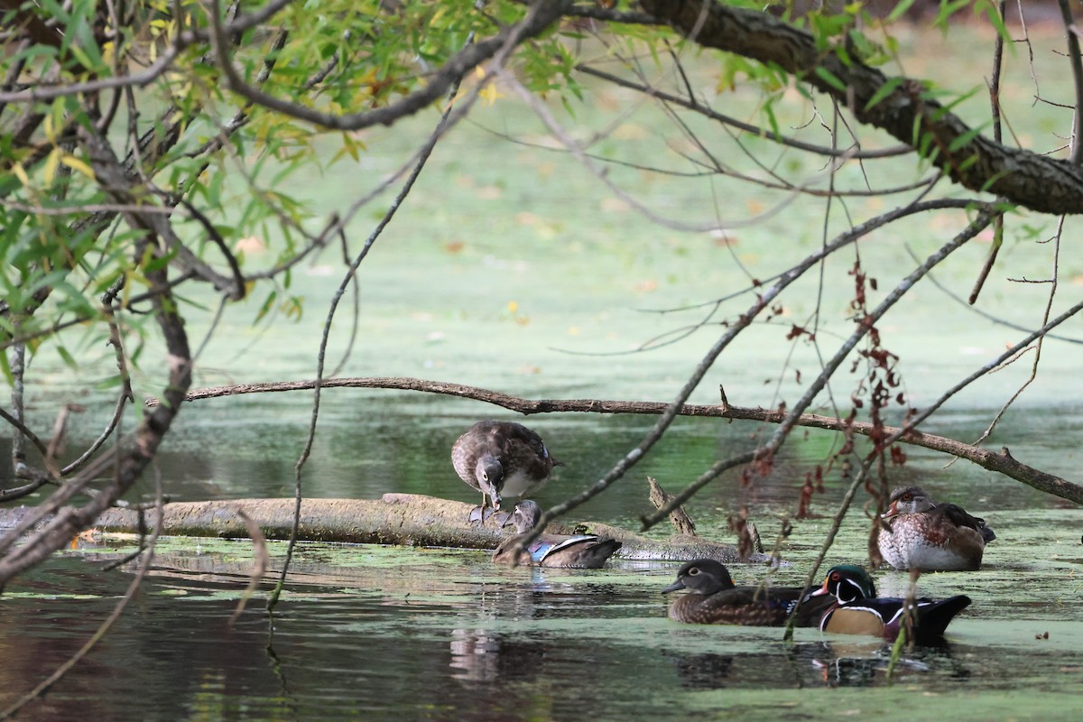 Wood Duck - ML643931865