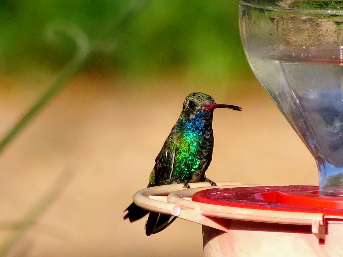 Broad-billed Hummingbird - ML643931880