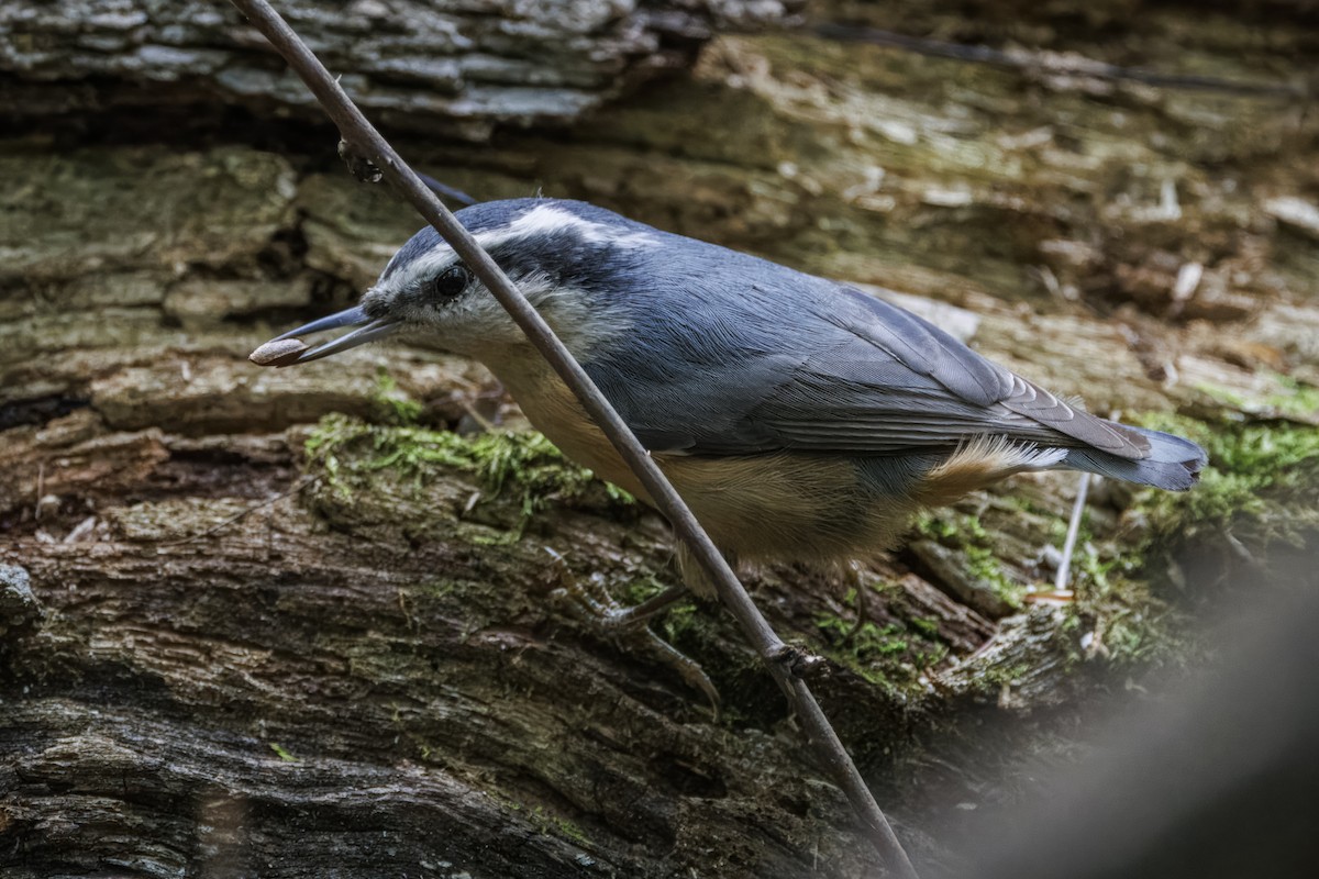 Red-breasted Nuthatch - ML643931886