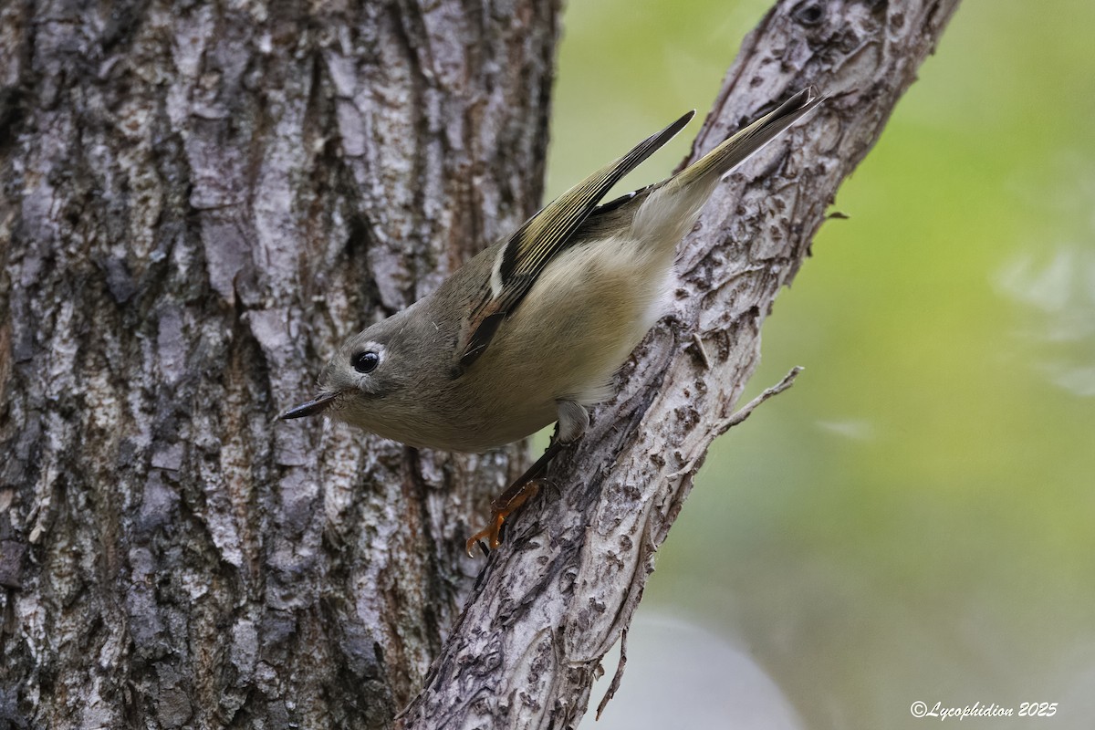 Ruby-crowned Kinglet - ML643931891