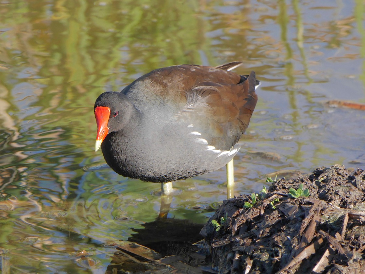 Common Gallinule - ML643931900