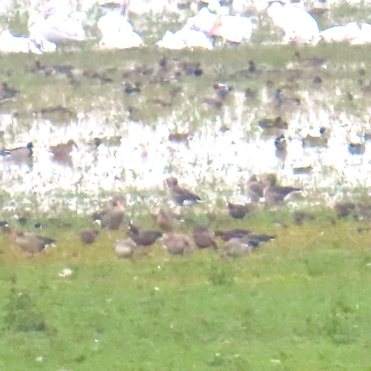 Küçük Sakarca - ML643931902