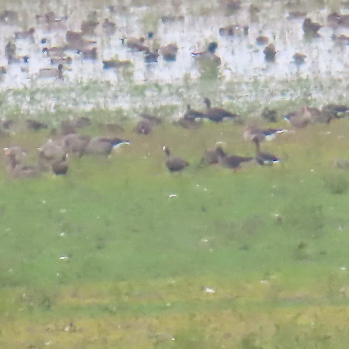 Küçük Sakarca - ML643931903