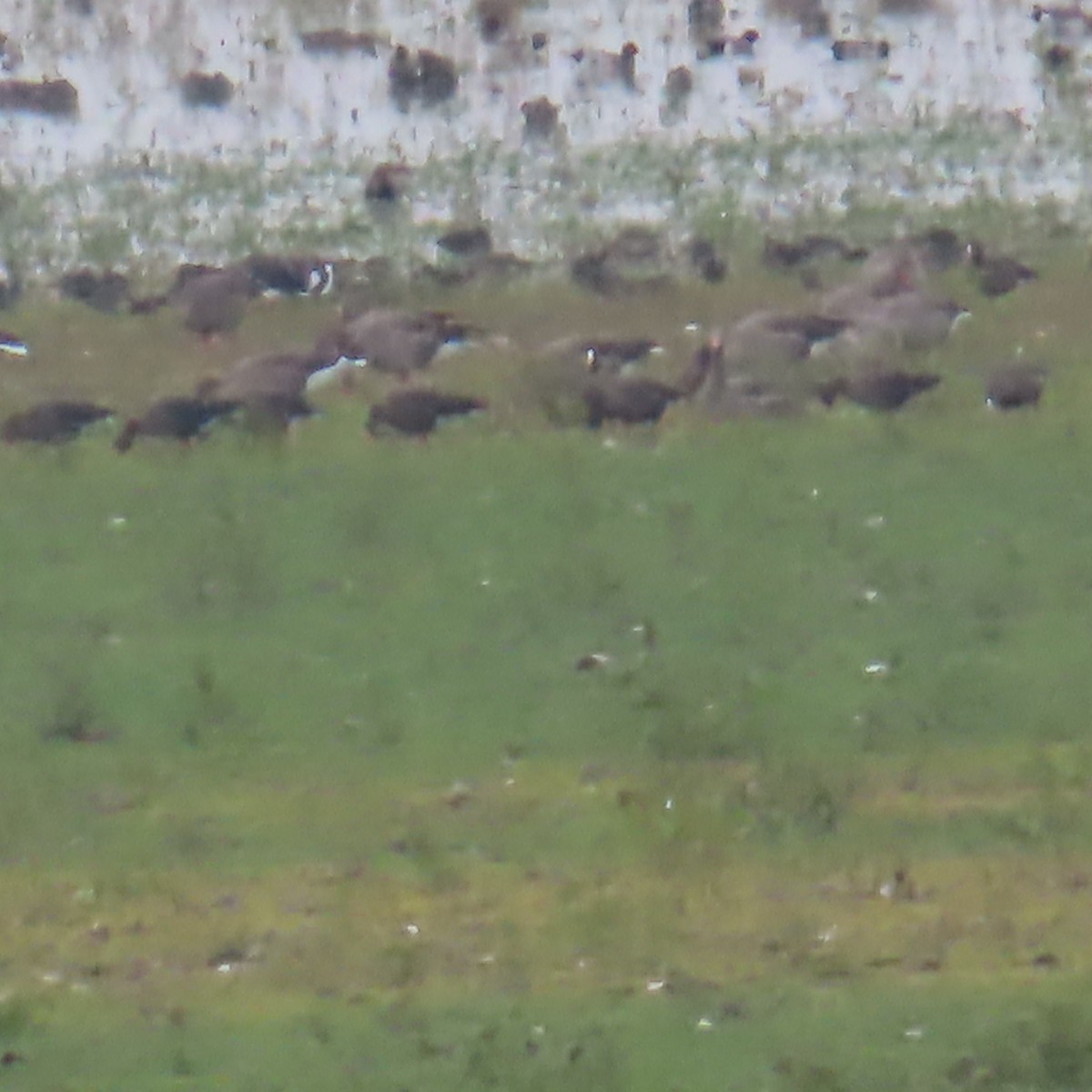 Küçük Sakarca - ML643931904