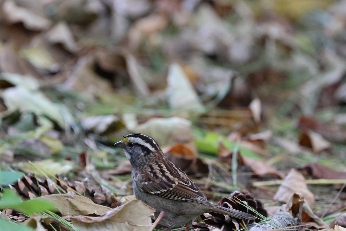 White-throated Sparrow - ML643931909