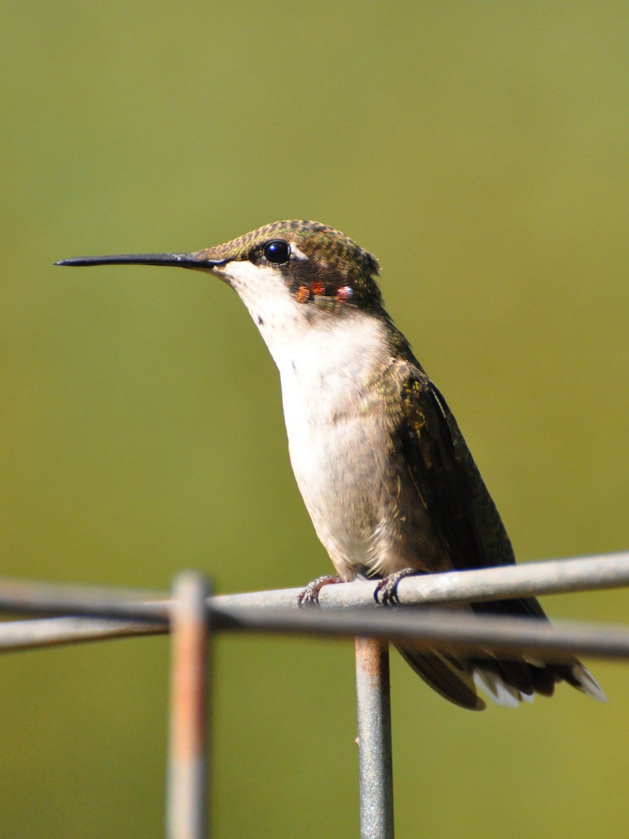Ruby-throated Hummingbird - ML643931918