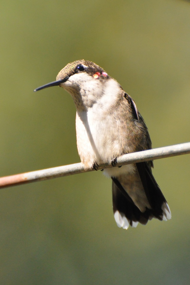 Ruby-throated Hummingbird - ML643931919