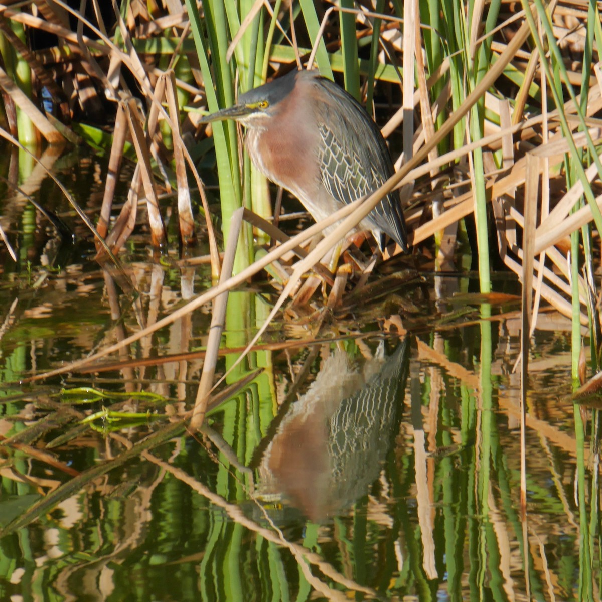Green Heron - ML643931921