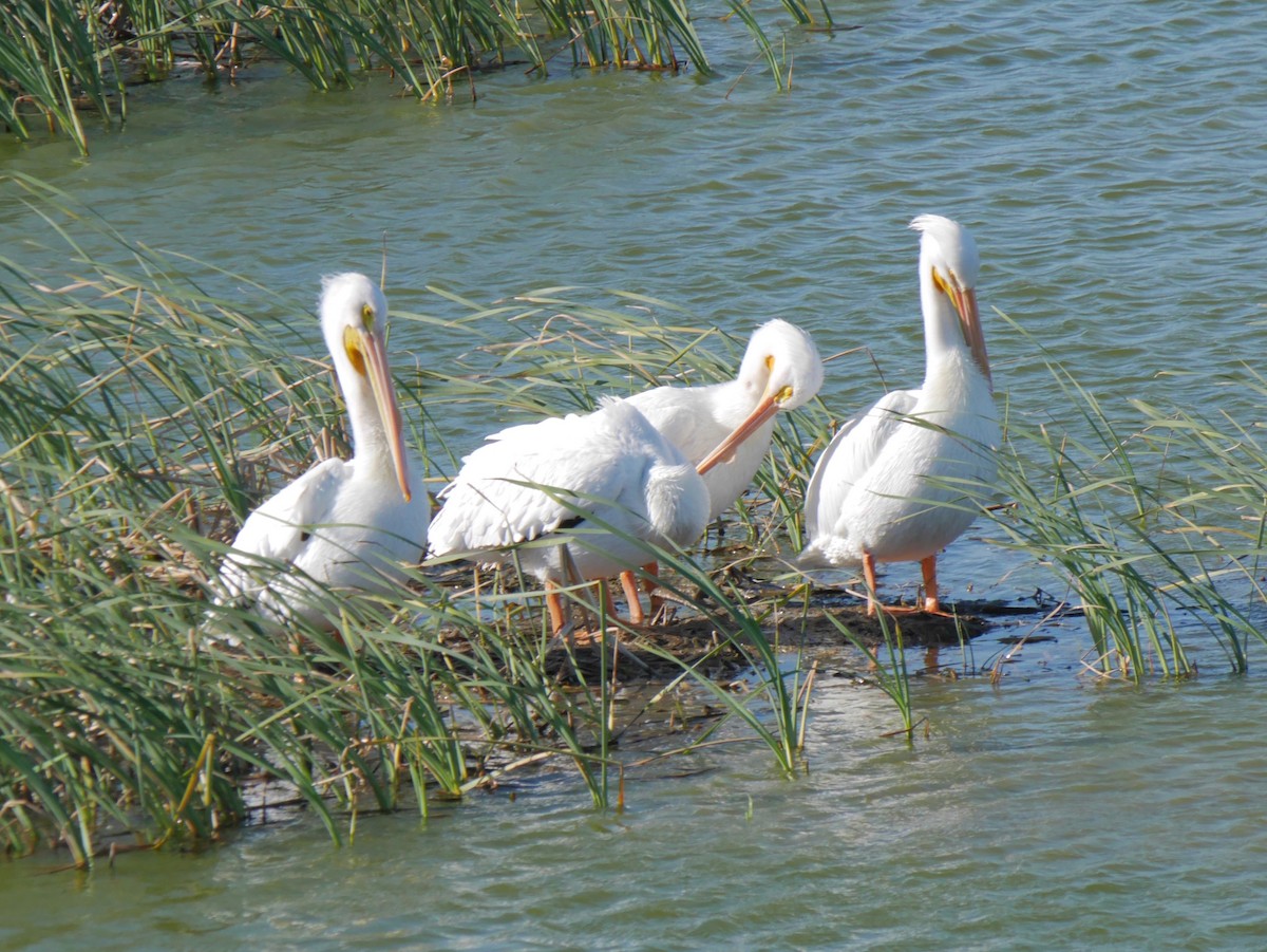 American White Pelican - ML643931923
