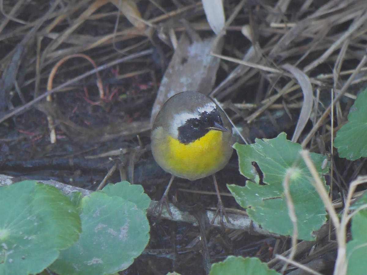 Common Yellowthroat - ML643931934