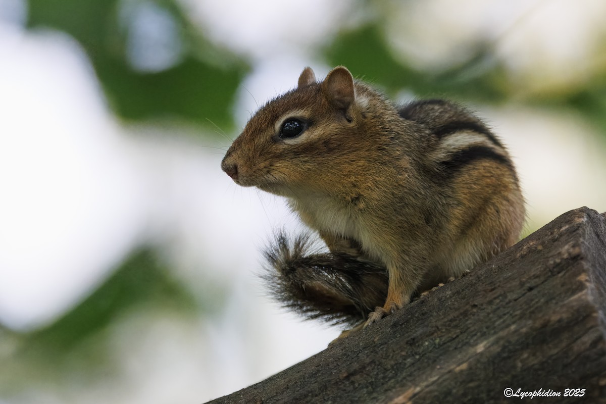 Mammals - ML643931942