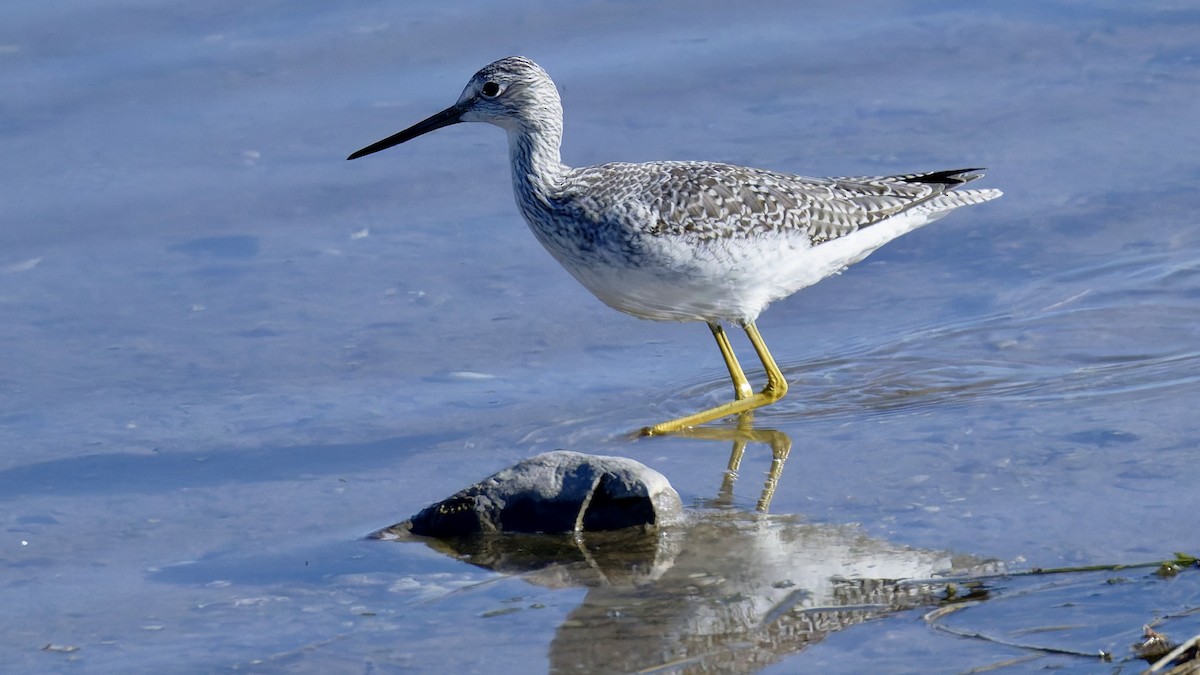 Greater Yellowlegs - ML643931960
