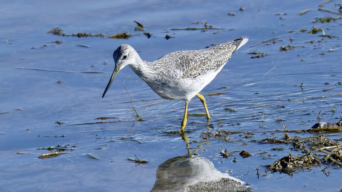 Greater Yellowlegs - ML643931961