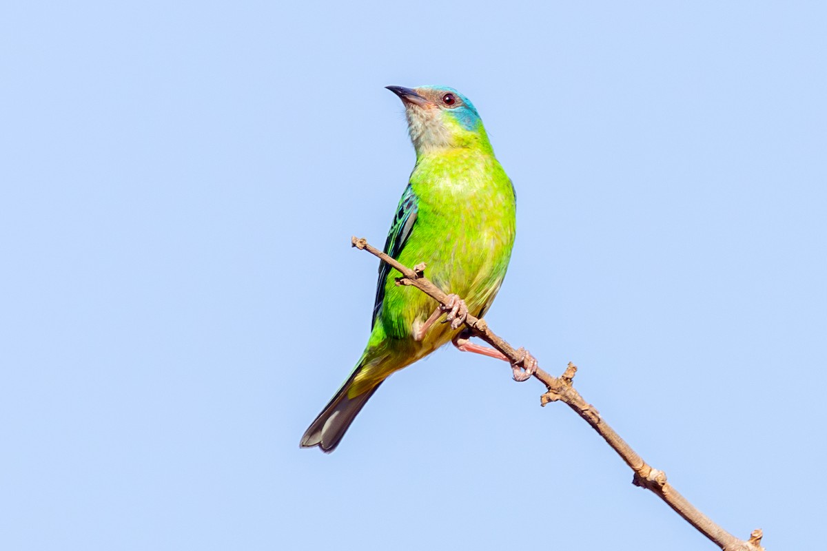Blue Dacnis - ML643931963