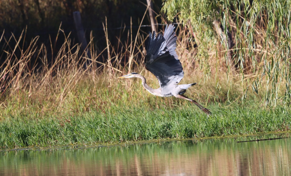 Garza Azulada - ML643931964