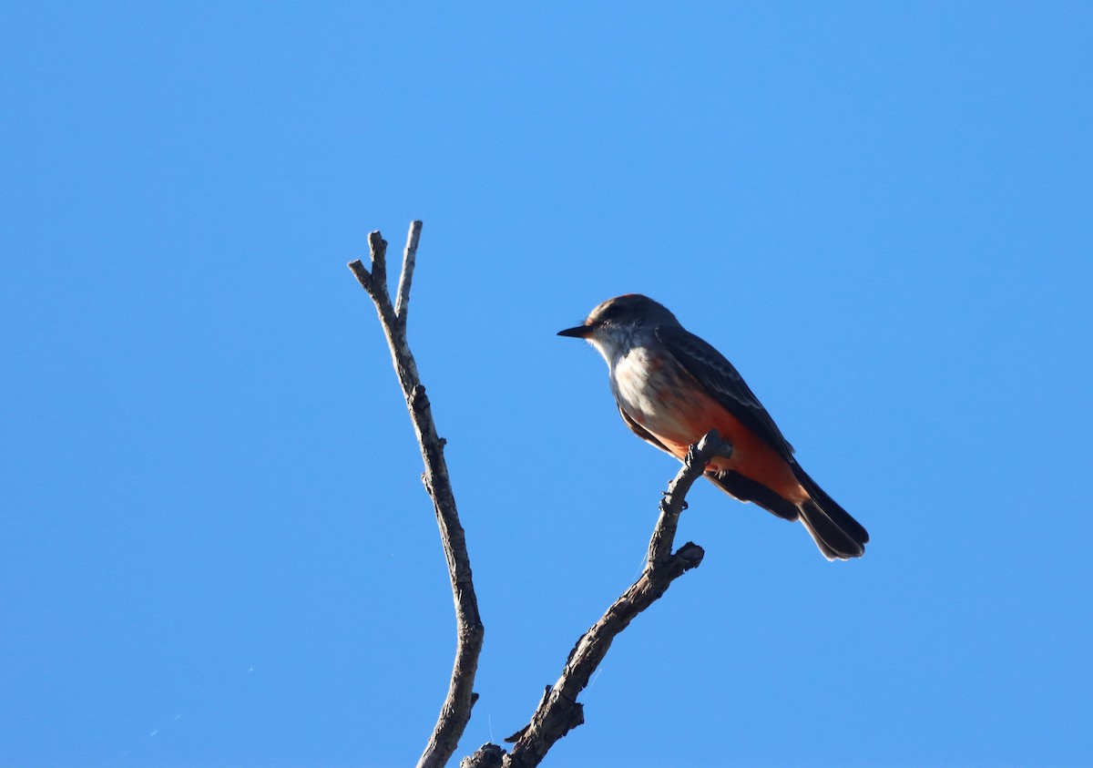 Mosquero Cardenal - ML643931969