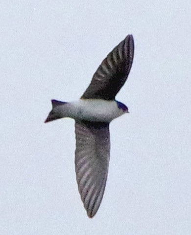 Tree Swallow - ML643931978