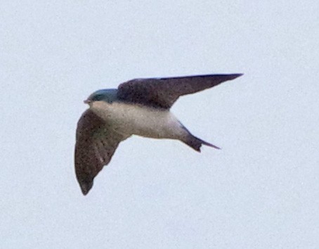 Tree Swallow - ML643931979