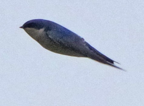 Tree Swallow - ML643931980