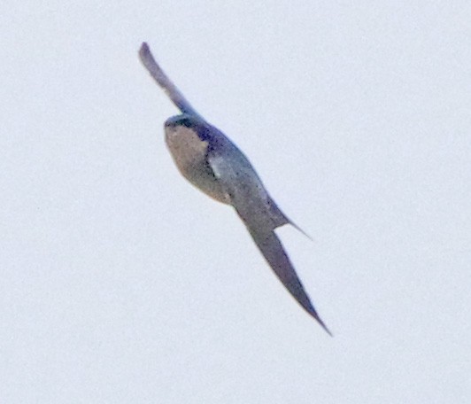 Tree Swallow - ML643931981