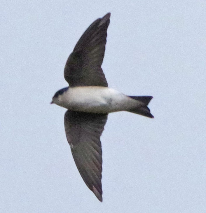 Tree Swallow - ML643931982