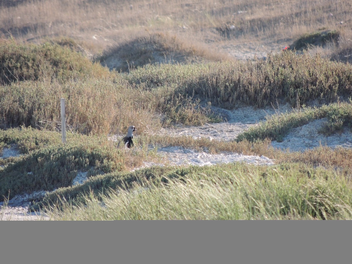 Southern Lapwing - ML643931987