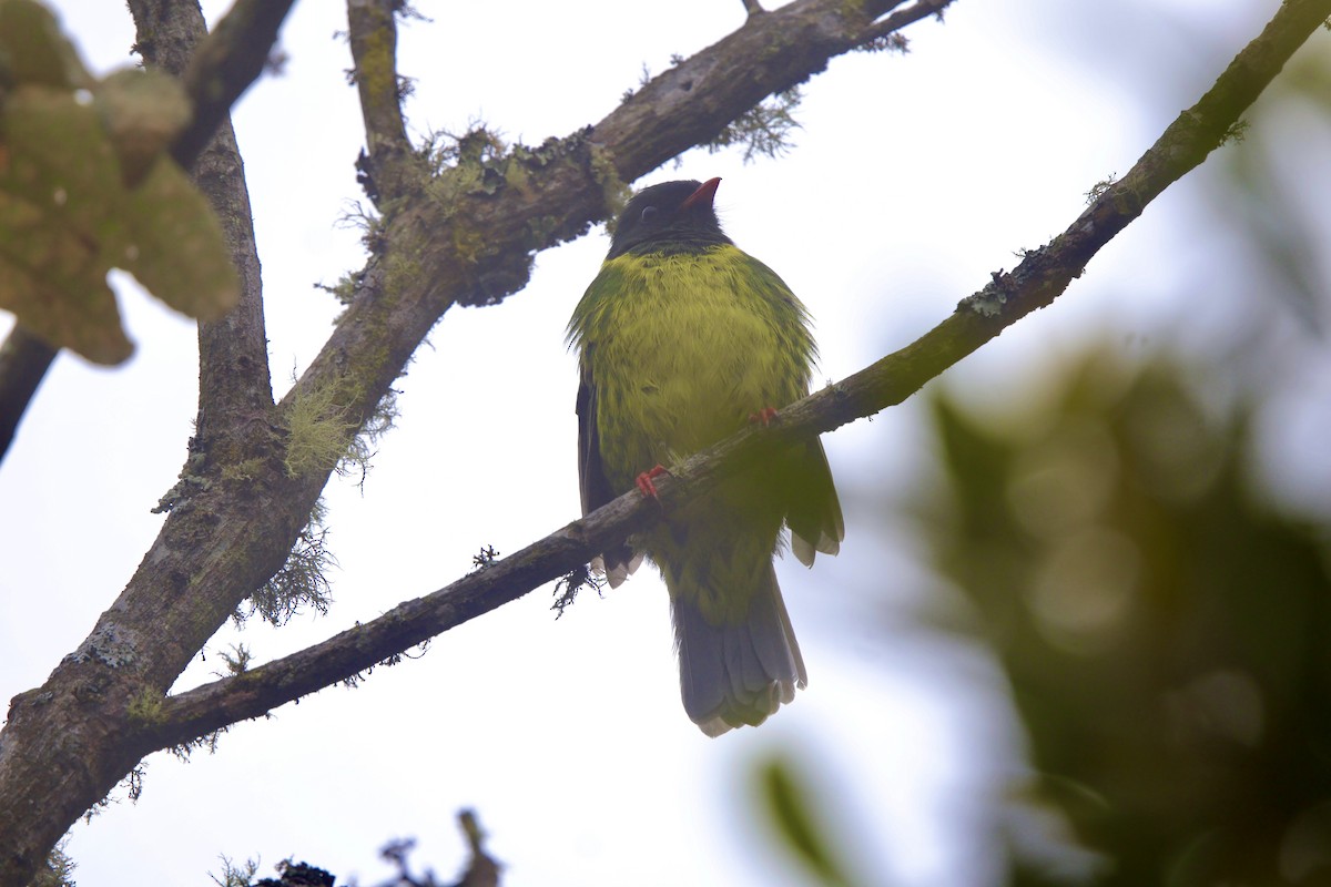 Cotinga vert et noir - ML643931990