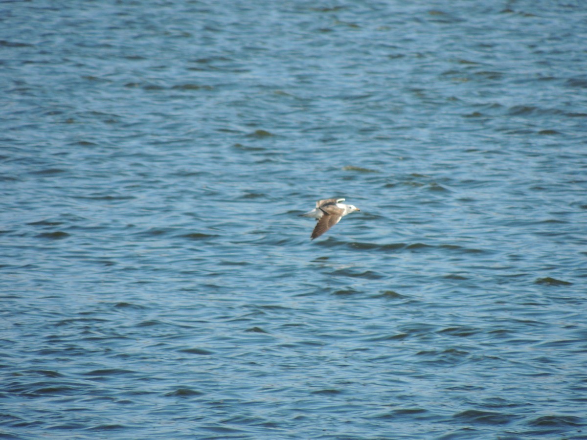 Kelp Gull - ML643931994