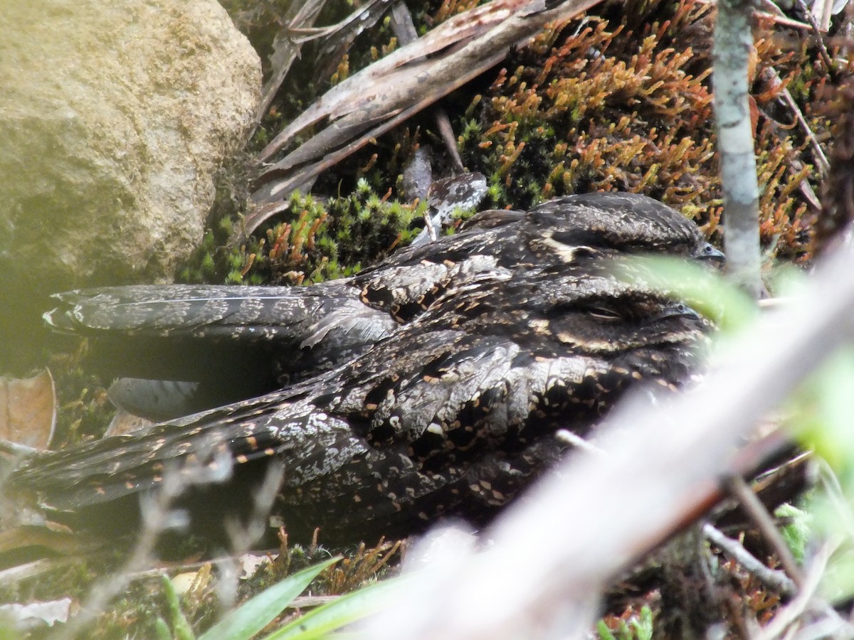 Diabolical Nightjar - ML643931995