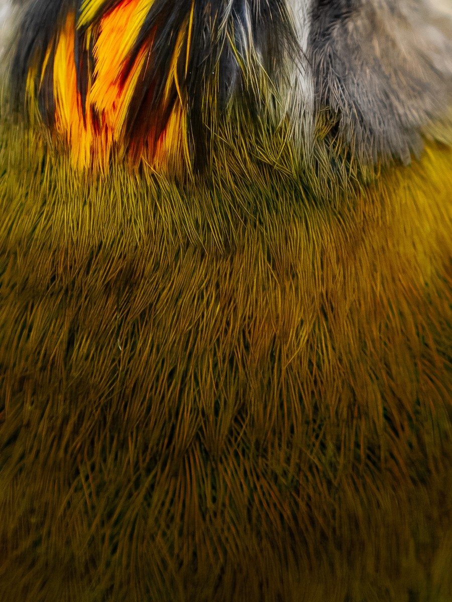 Common Firecrest - ML643932007