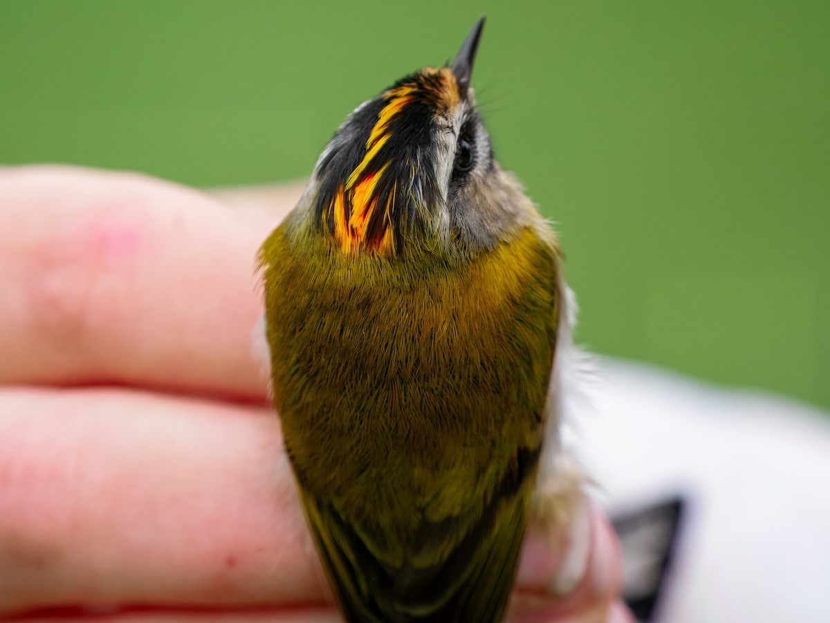 Common Firecrest - ML643932008