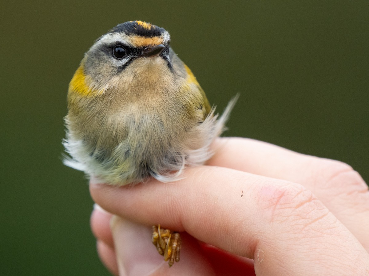 Common Firecrest - ML643932009