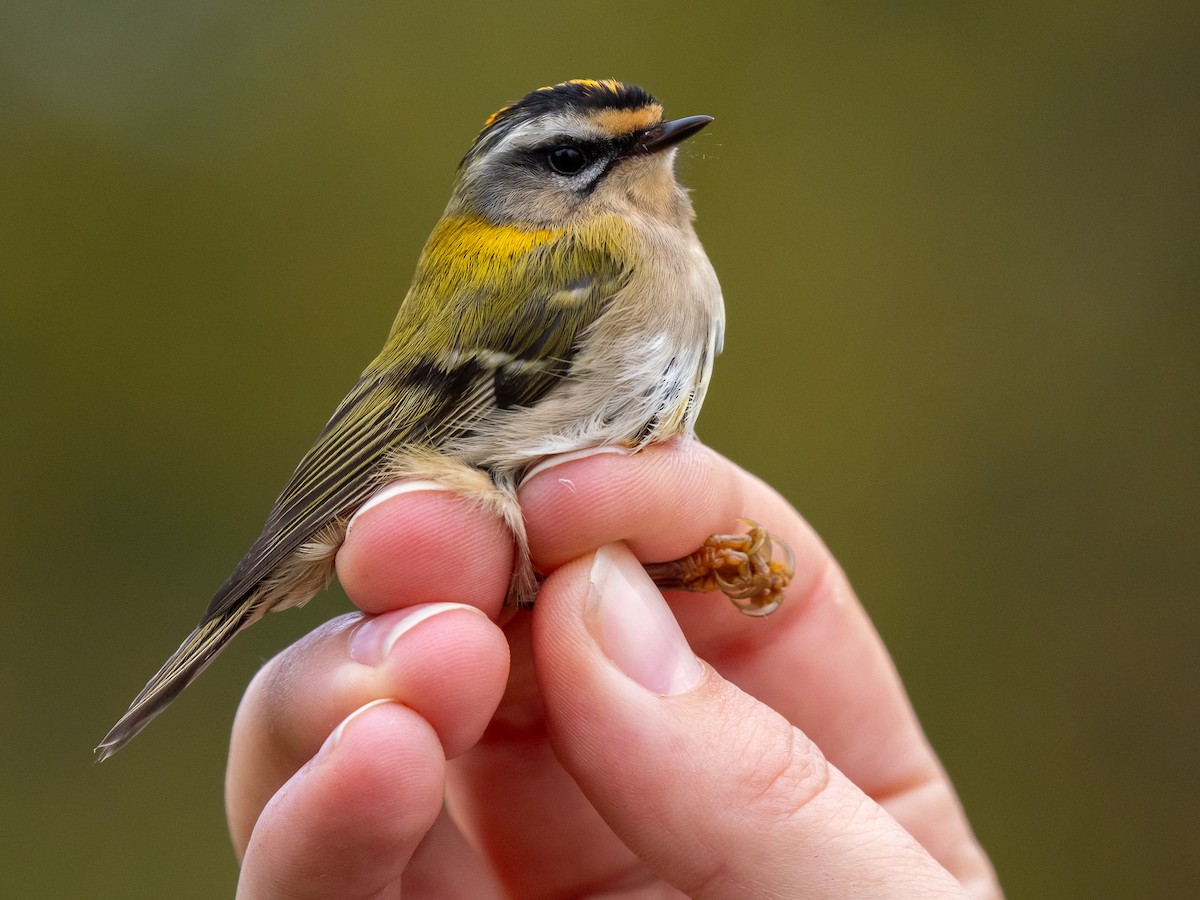 Common Firecrest - ML643932010