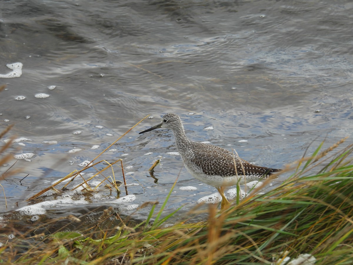 Greater Yellowlegs - ML643932011