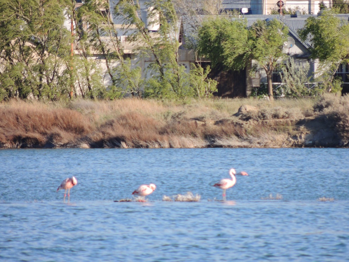 Chilean Flamingo - ML643932014
