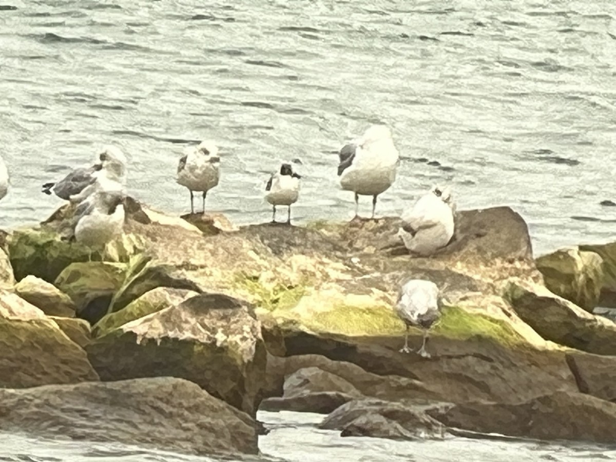 Franklin's Gull - ML643932025