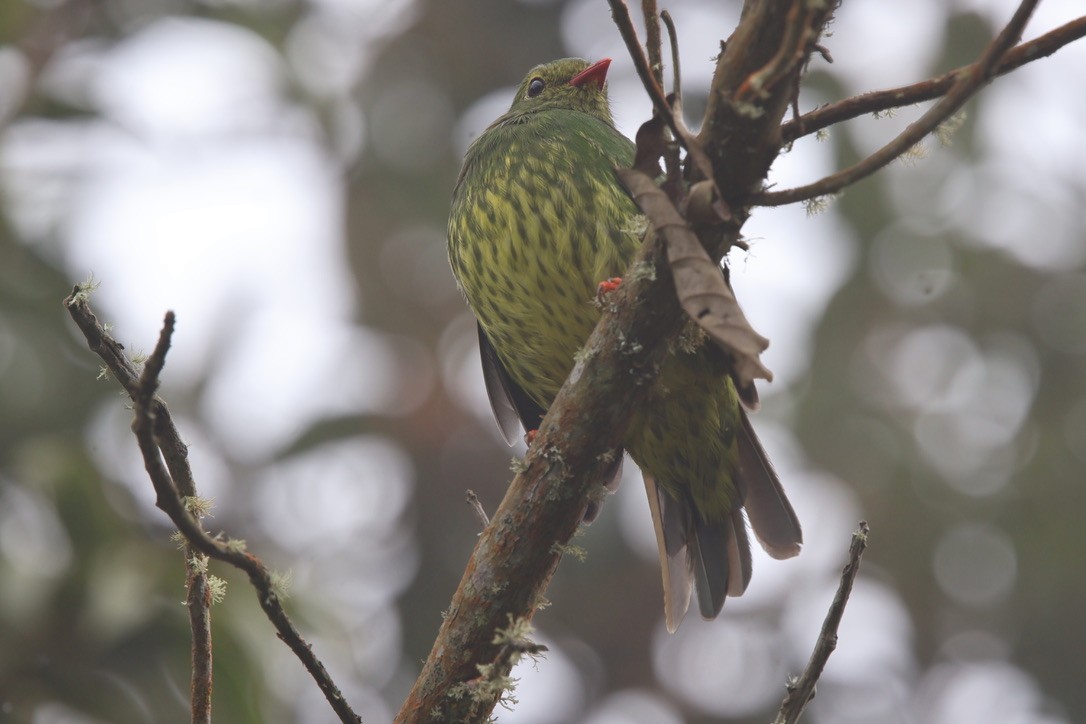 Cotinga vert et noir - ML643932029