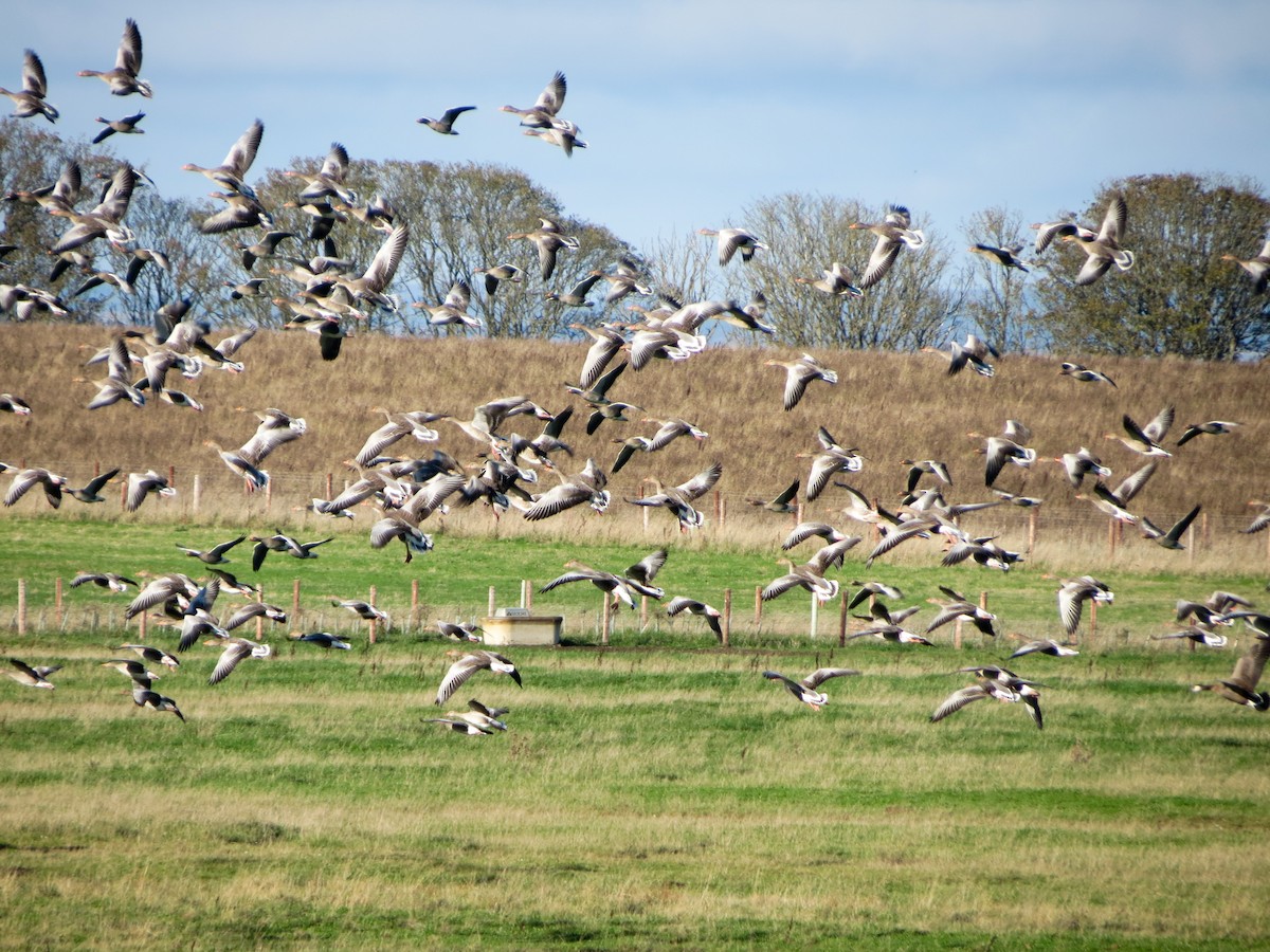 Graylag Goose - ML643932030