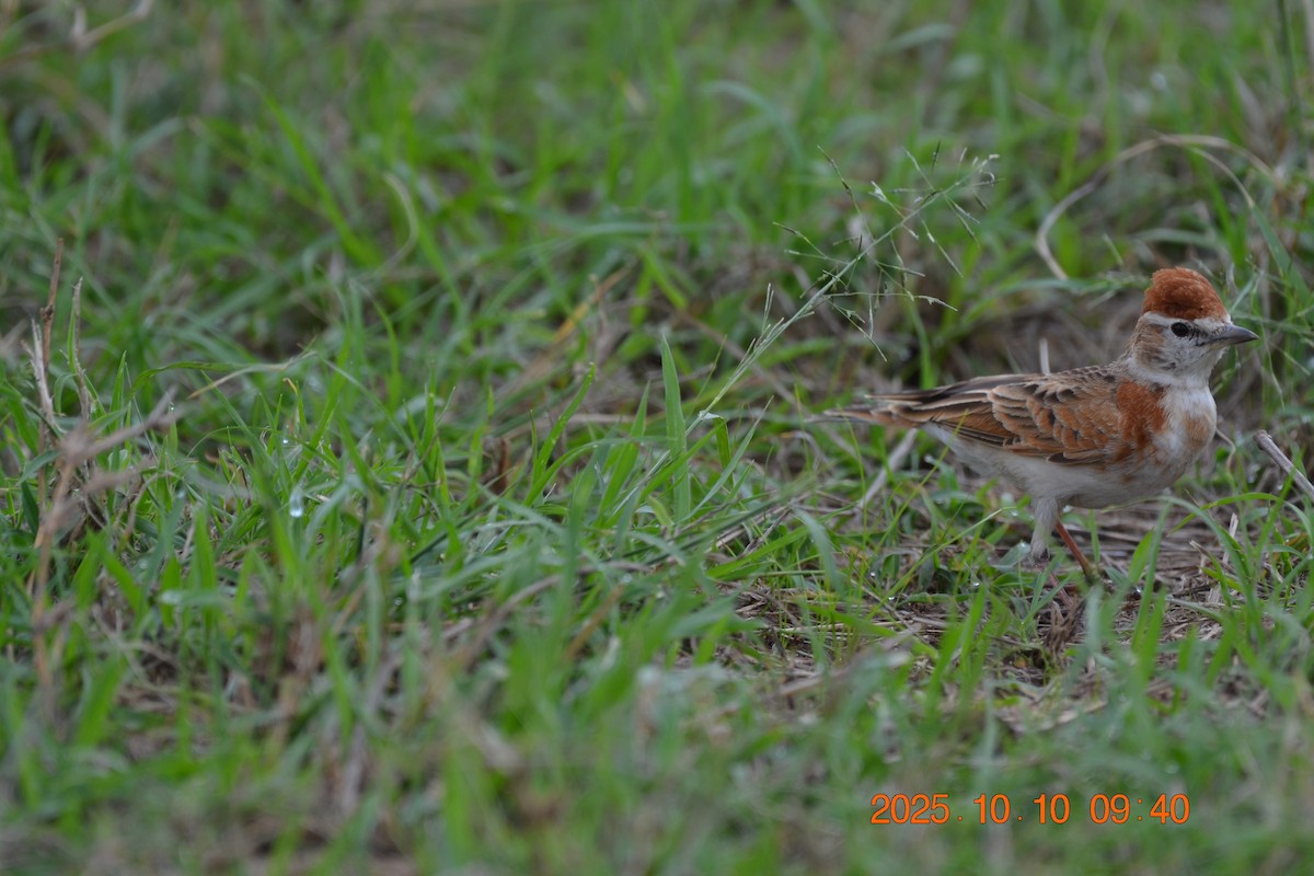 アフリカヒメコウテンシ - ML643932031