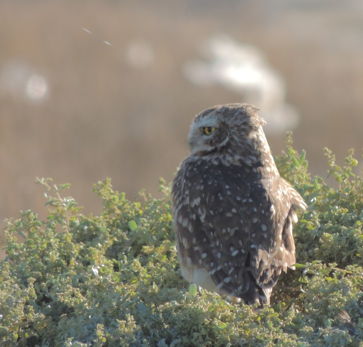 Burrowing Owl - ML643932033