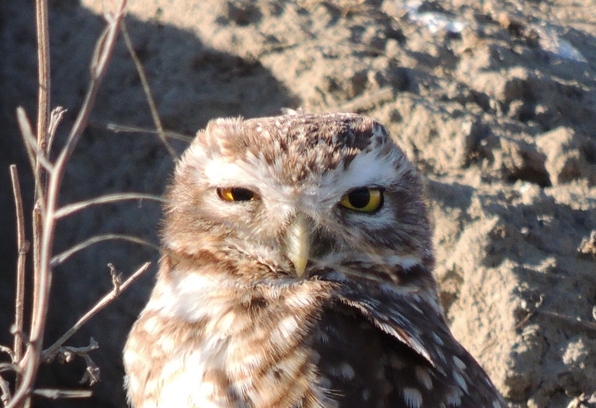 Burrowing Owl - ML643932037