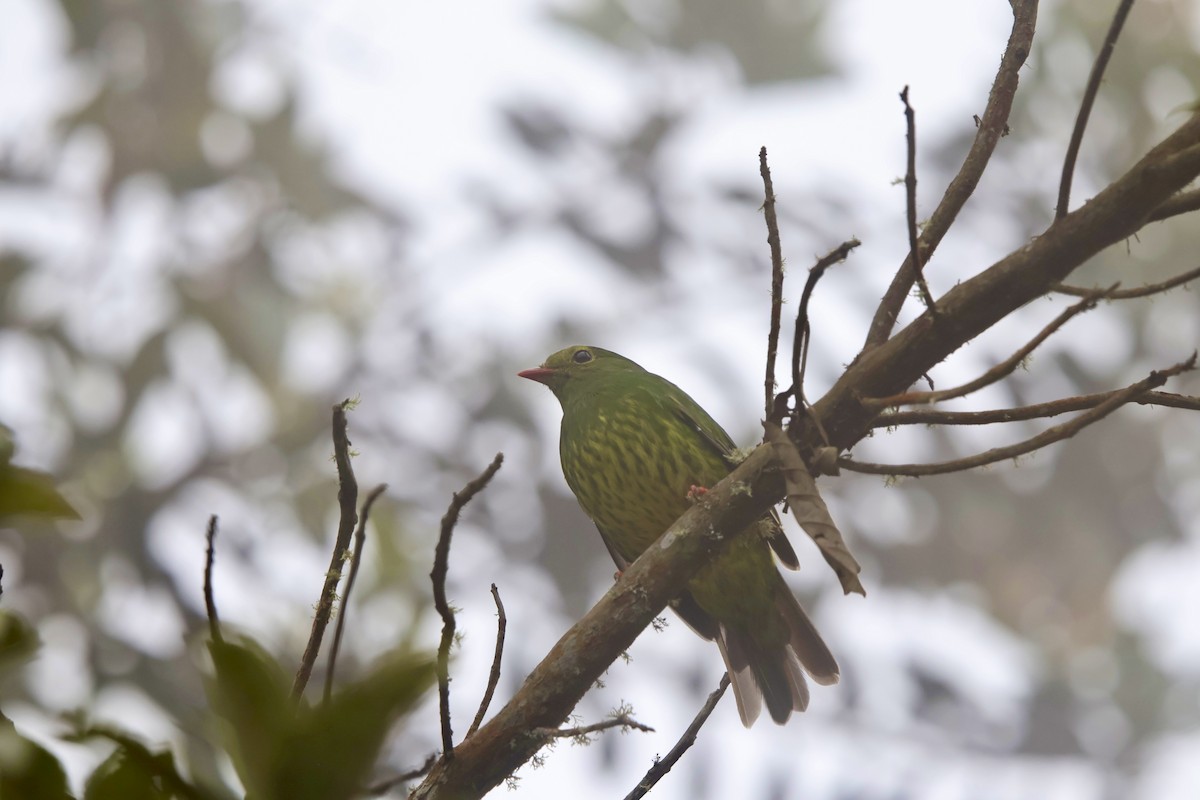 Cotinga vert et noir - ML643932041