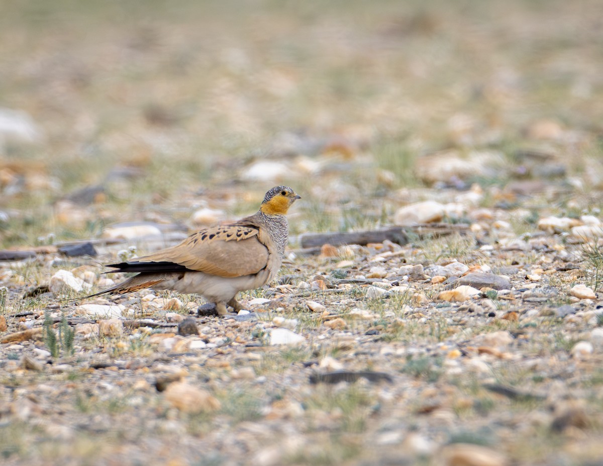 Tibetan Sandgrouse - ML643932042