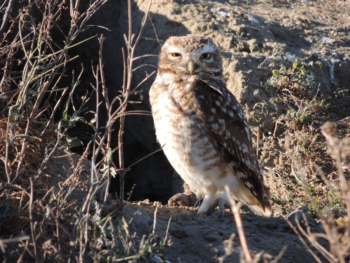 Burrowing Owl - ML643932044