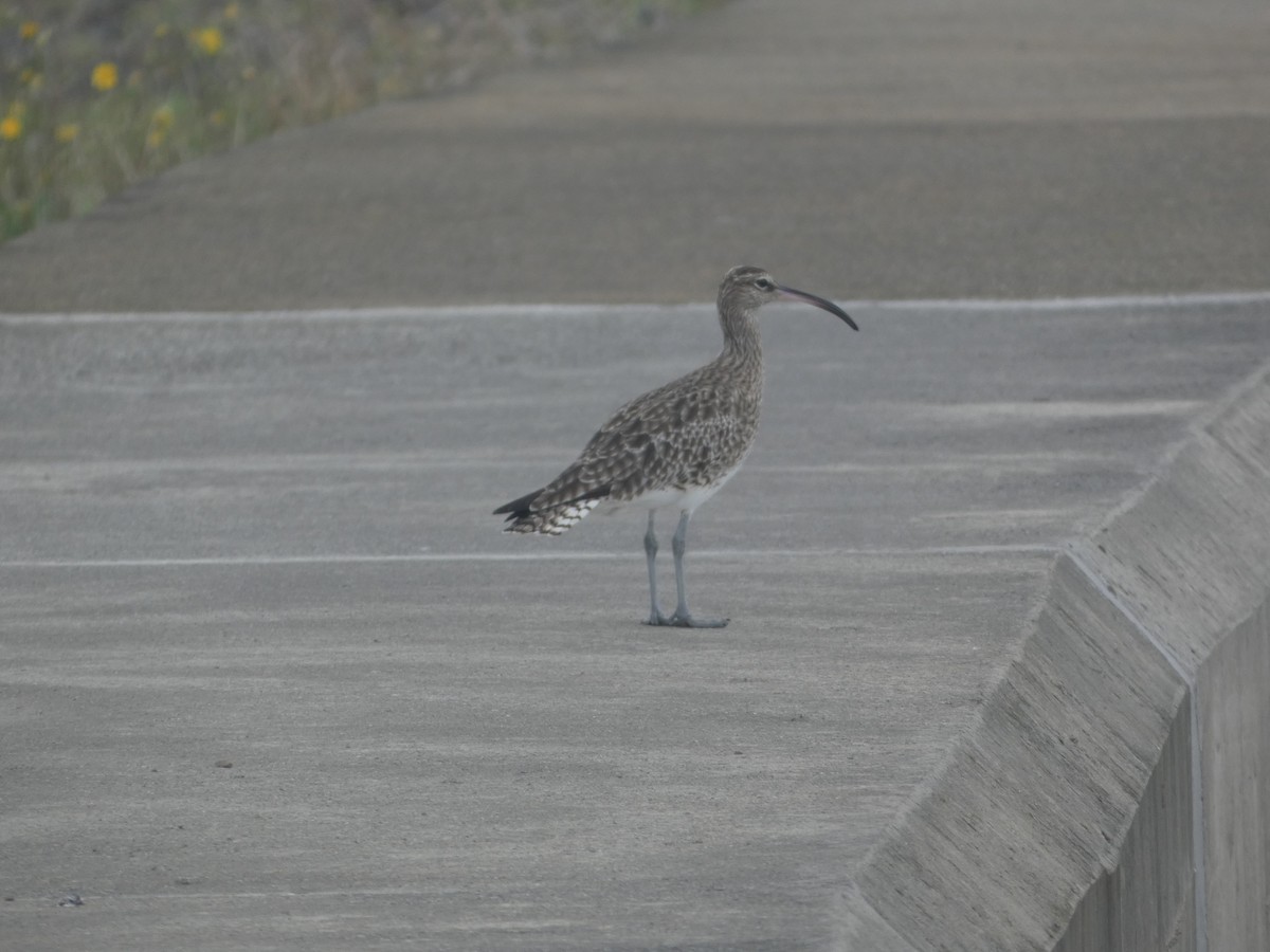 Whimbrel - ML643932045