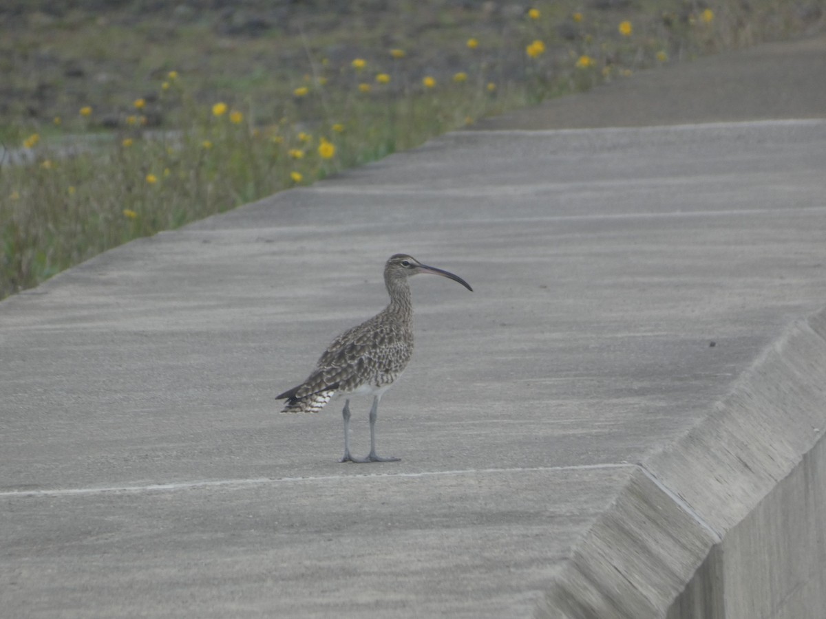 Whimbrel - ML643932046