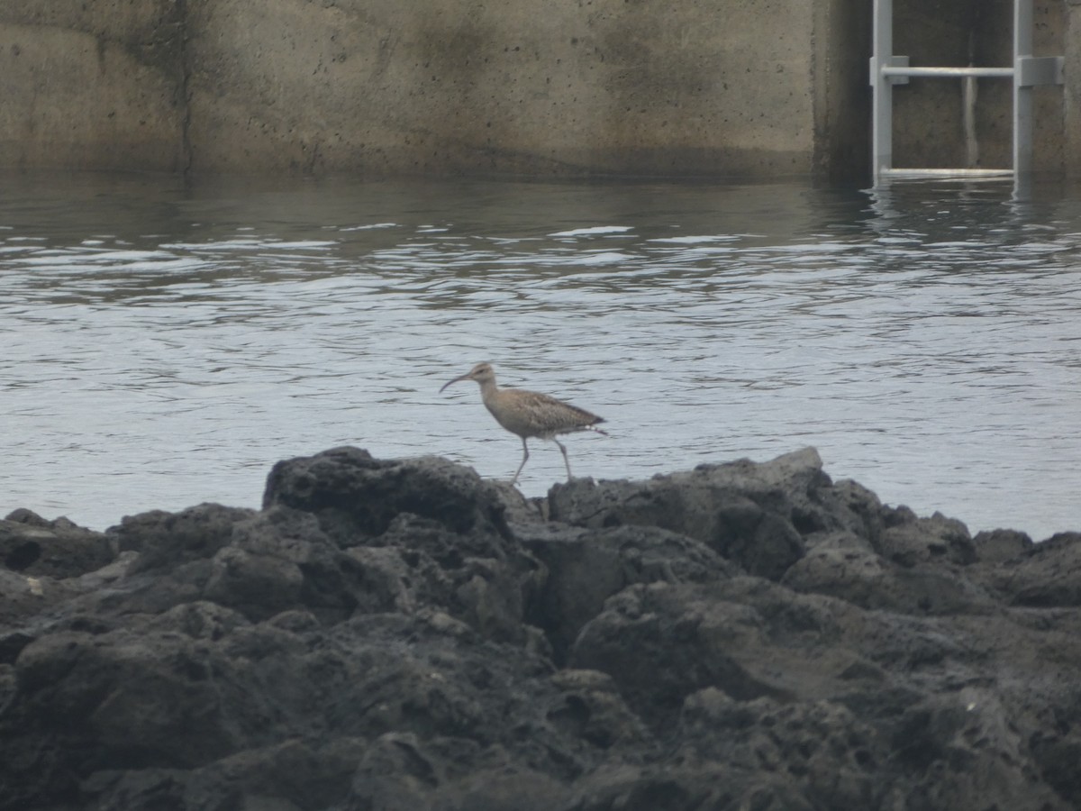Whimbrel - ML643932047