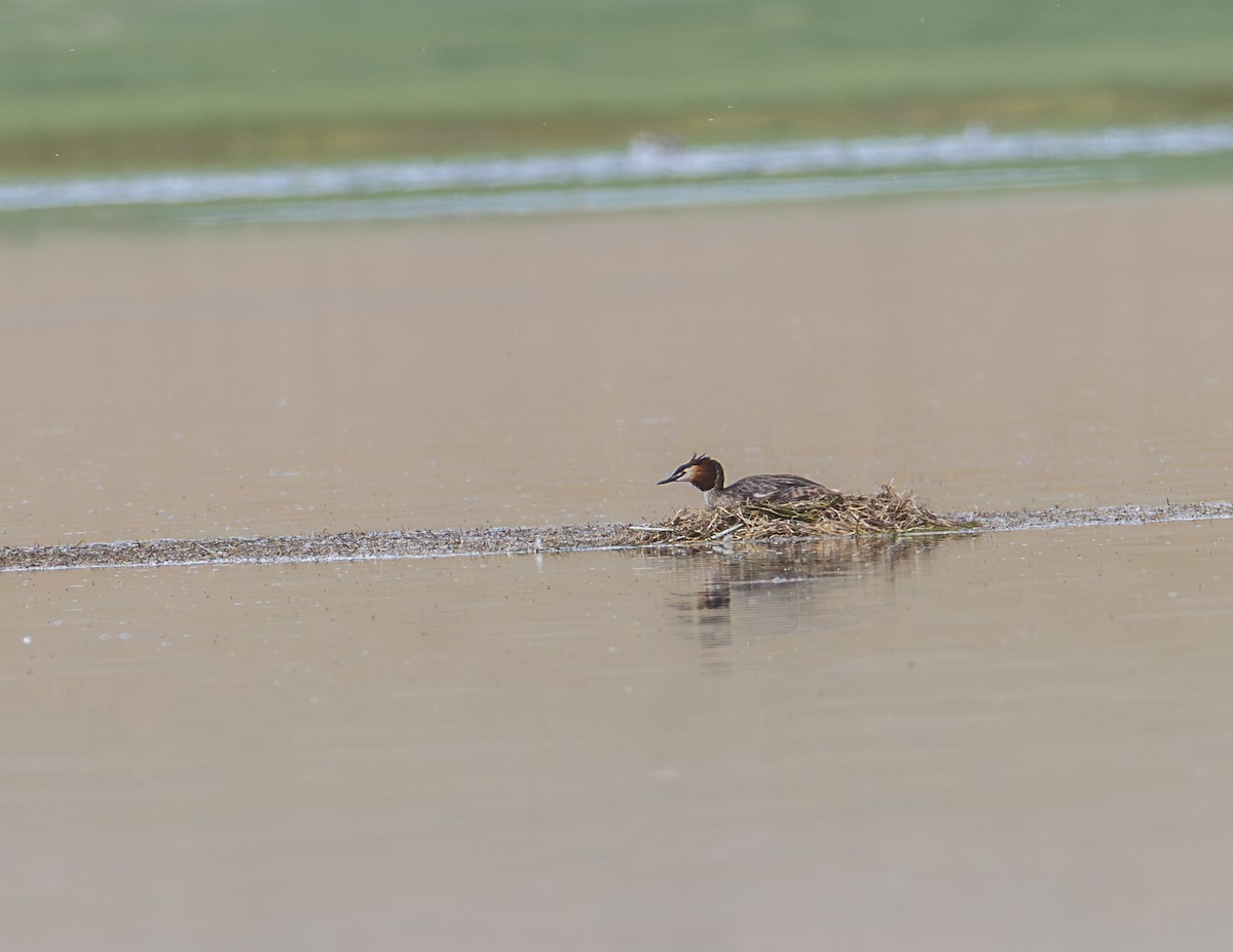 Great Crested Grebe - ML643932048