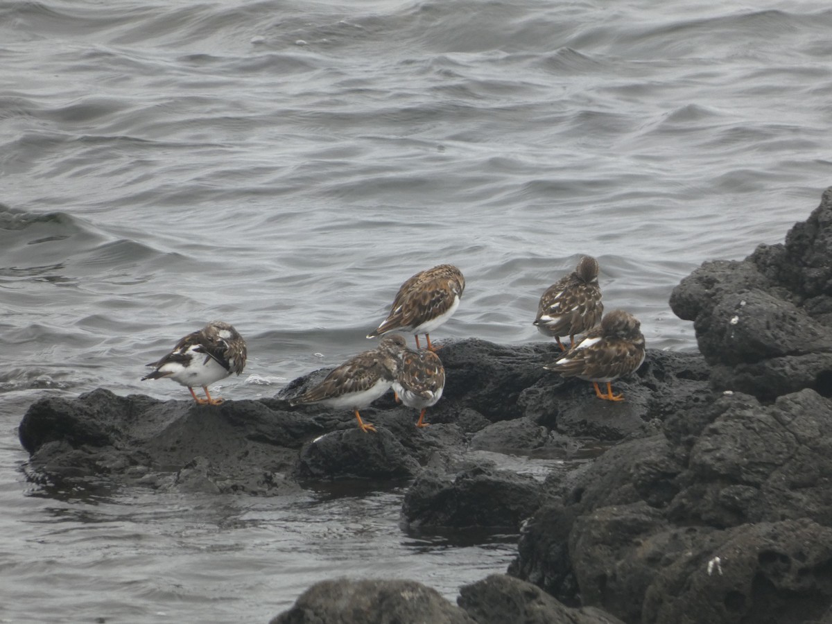 Ruddy Turnstone - ML643932052
