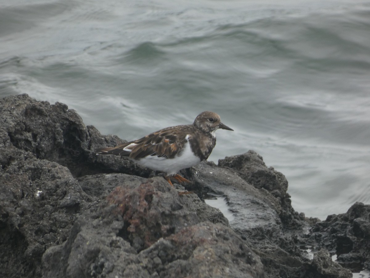 Ruddy Turnstone - ML643932053